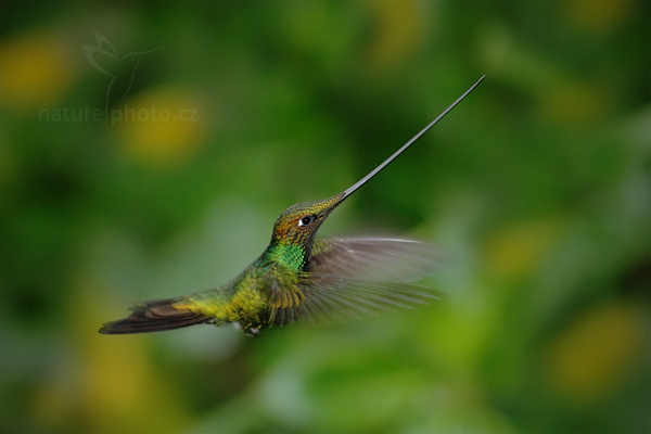 Kolibřík mečozobec (Ensifera ensifera)
